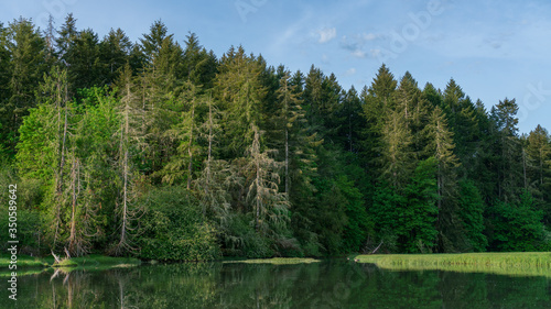 Evergreen Trees Along Oyster Bay, Shelton, Washington State