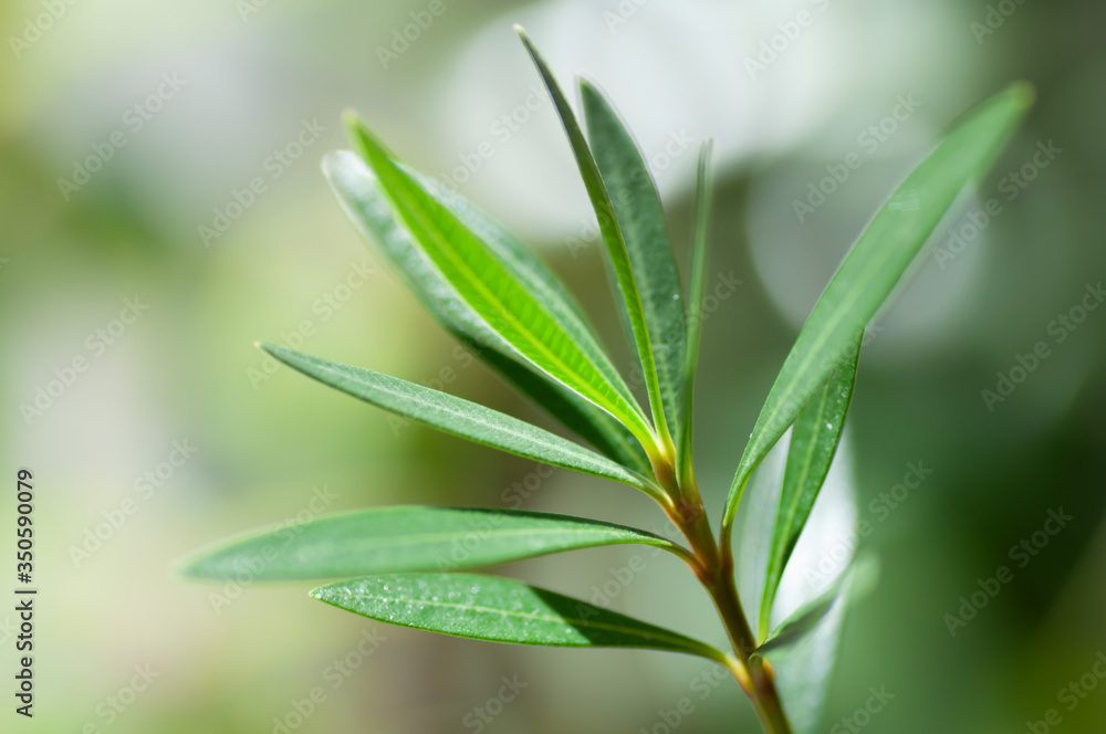 Fresh green oleander flower leaves close up shot in bright daylight. Fresh green oleander flower leaves close up shot in bright daylight.