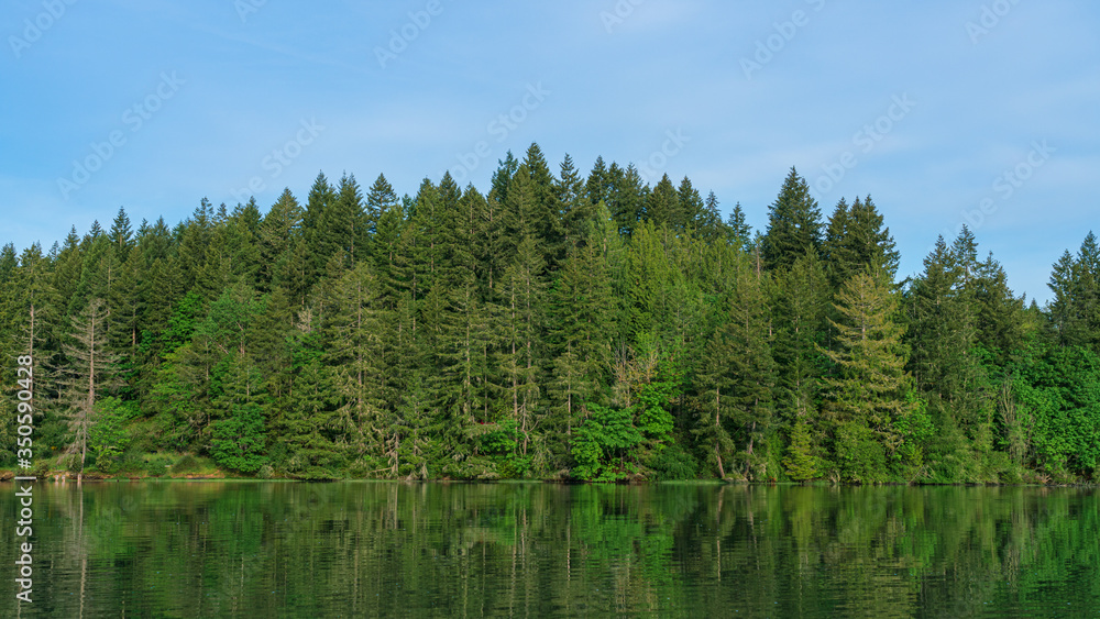 Evergreen Trees Along Oyster Bay, Shelton, Washington State