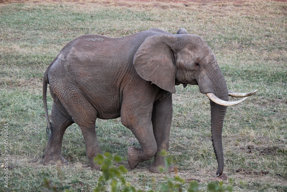 Obraz premium Elefante che passeggia nella savana in Kenya