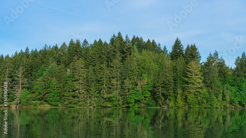 Evergreen Trees Along Oyster Bay, Shelton, Washington State