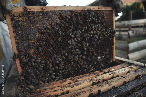Traditional Czech beekeeping's routine during the springtime.