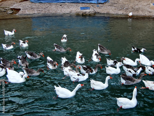 Crowd of ducks drifting against the flow in artificial water reservoirs of Historical Hydraulic System in Shushtar, Iran. Bird zoo is natural part of this UNESCO Heritage World List object photo