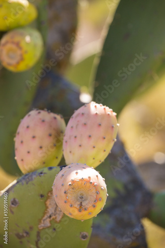 Close up view of prickly pear bush with ripe fruit.