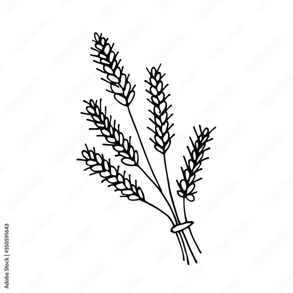 Fototapeta premium handwritten vector one small spikelet of wheat on a white background. small spikelet of wheat 