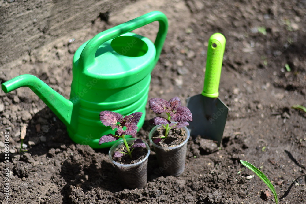 Planting young flowers, seedlings in the spring on a sunny, warm, clear day. Wonderful ornamental plant colius, variety black dragon Planting young flowers, seedlings in the spring on a sunny, warm, clear day. Wonderful ornamental plant colius, variety black dragon