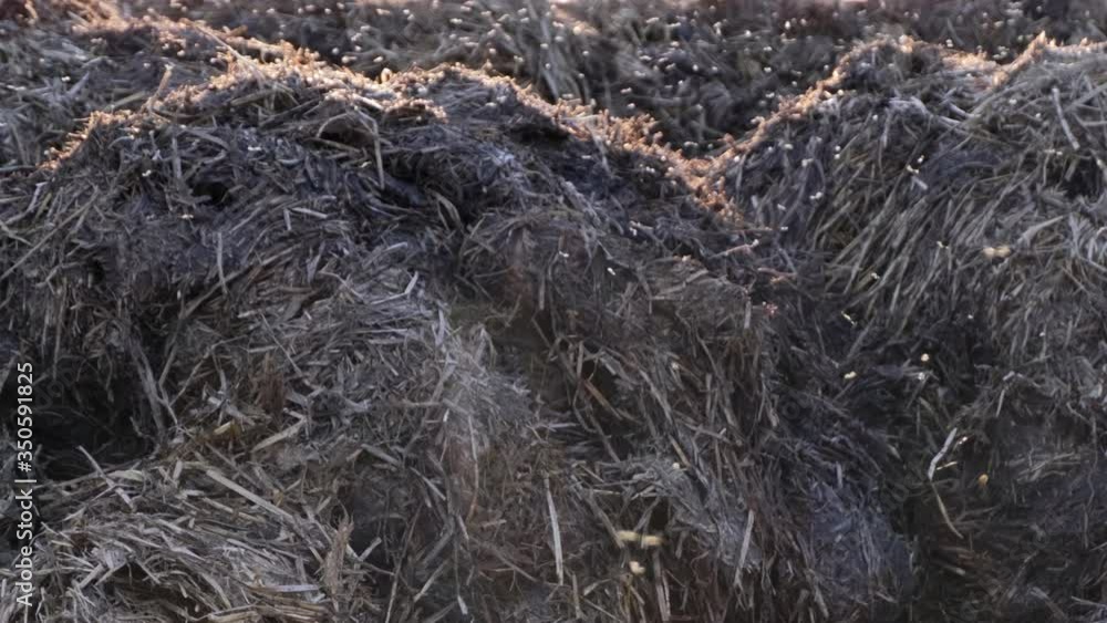 huge flock of small midges over a pile of manure on farm field. huge flock of small midges over a pile of manure on farm field.