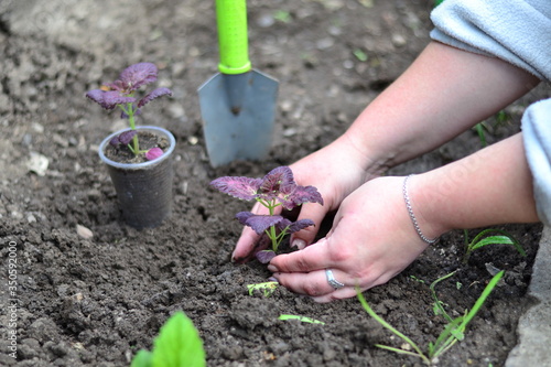 Planting young flowers, seedlings in the spring on a sunny, warm, clear day. Wonderful ornamental plant colius, variety black dragon photo