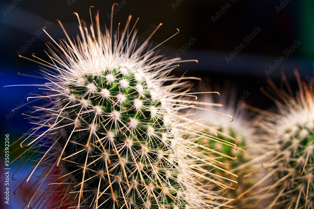 Piękny ciepły kaktus - obrazy, fototapety, plakaty 