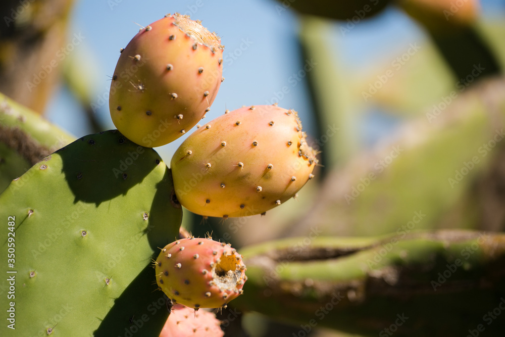Close up view of prickly pear bush with ripe fruit. Close up view of prickly pear bush with ripe fruit.