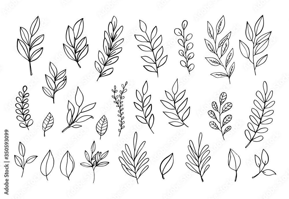 Fototapeta Wektor gałęzi i liści. Ręcznie rysowane elementy kwiatowe. Zimowe gałęzie i liście. Vintage ilustracje botaniczne.
