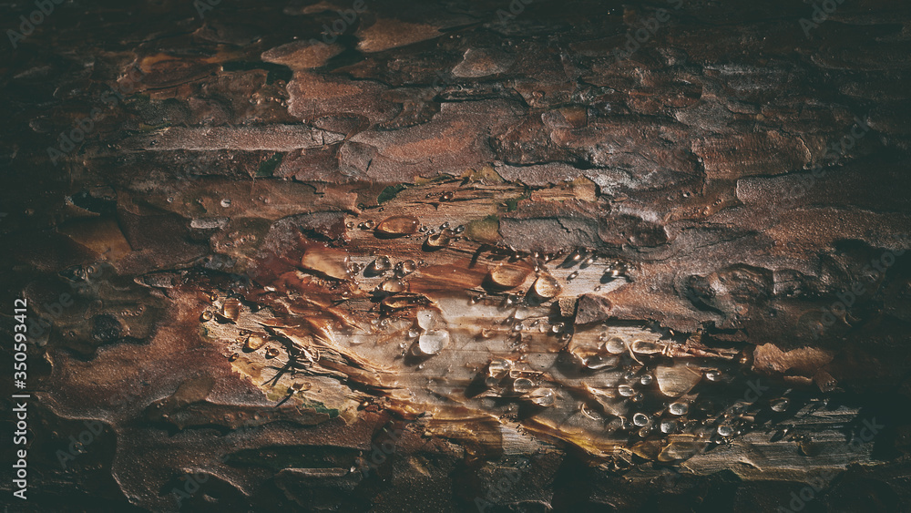 Beautiful background frame. Texture of tree bark with drops of pine resin. Amber pine resin. Amber pitch on bark of a tree trunk. Abstract wallpaper of natural material