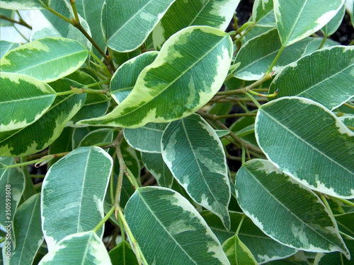 Φωτογραφία Leaves of ficus benjamina twilight close up