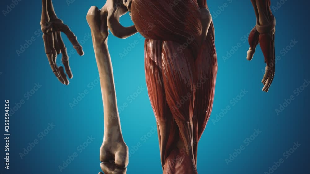 muscular-and-skeletal-system-of-human-body-stock-adobe-stock