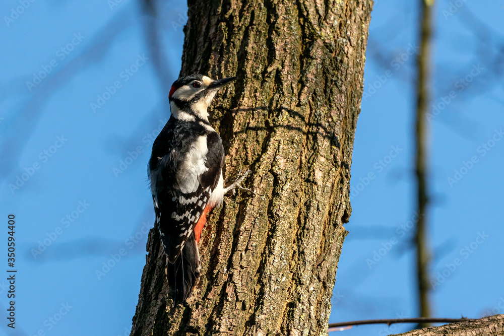 Great spotted woodpecker (Dendrocopos major) in its natural habitat Great spotted woodpecker (Dendrocopos major) in its natural habitat