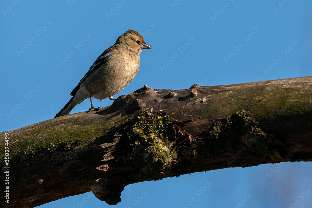 Female common chaffinch (Fringilla coelebs) sits on a branch Female common chaffinch (Fringilla coelebs) sits on a branch