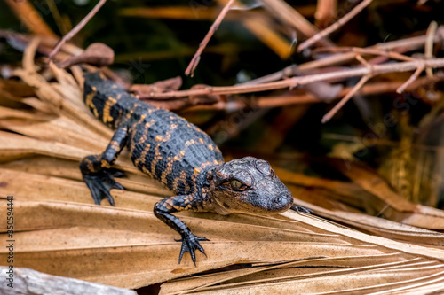 Fotografie A young American alligator (Alligator mississippiensis) hatchling on a dried palm frond in Florida, USA