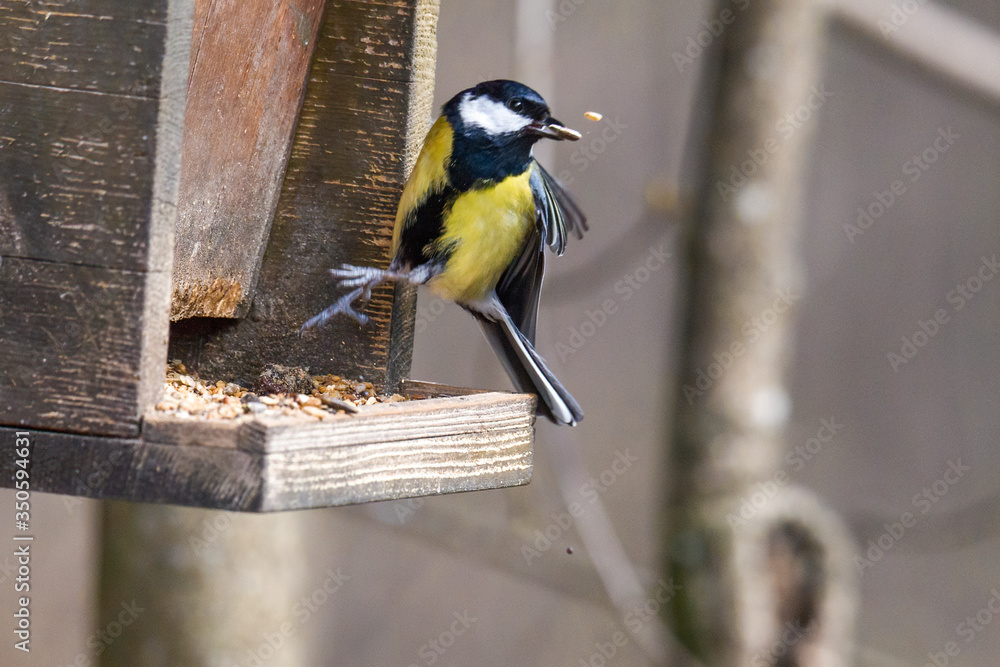 Naklejka premium great tit on a branch near the bird feeder