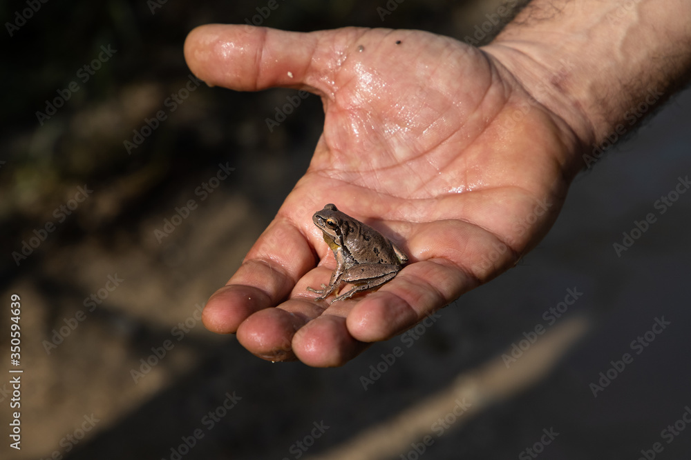 frog in the hand frog in the hand