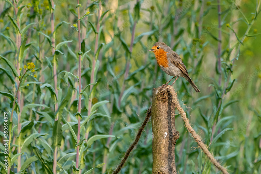 European robin (Erithacus rubecula) sitting on a pole European robin (Erithacus rubecula) sitting on a pole