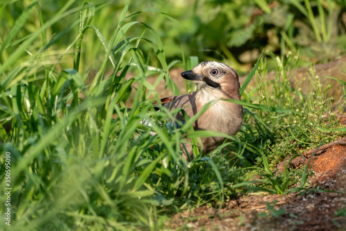 Eurasian jay (Garrulus glandarius) sitting on the ground partially hidden in the grass