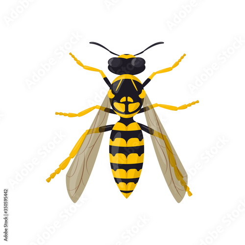 Wasp isolated on white background. Insect illustration