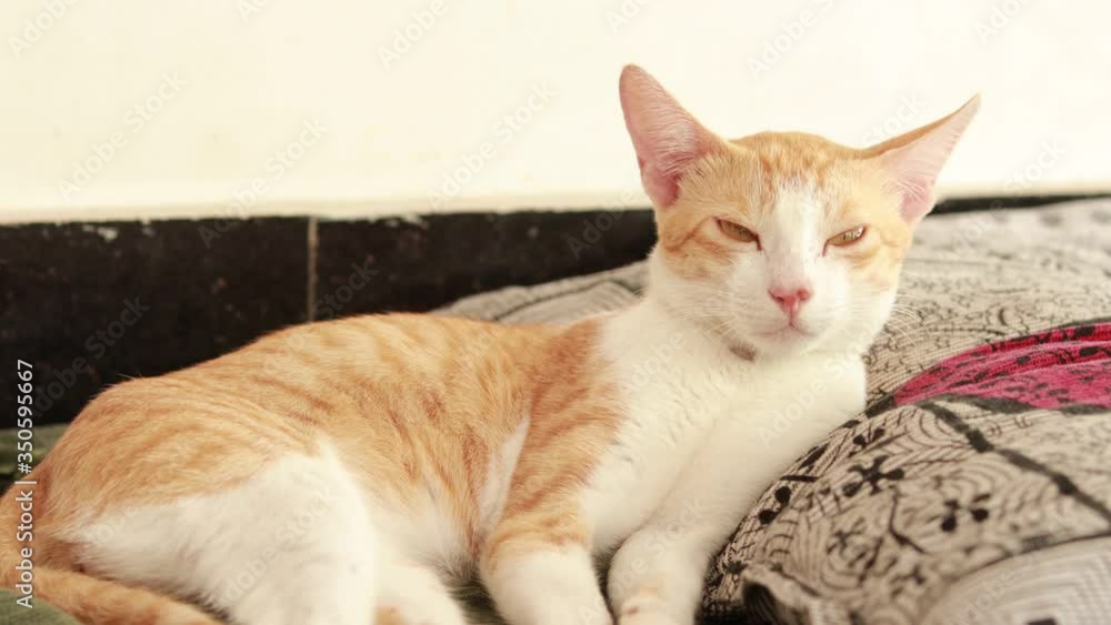 Cute ginger cat on a floor with green bed sheet and pillow . Fluffy pet comfortably settled to sleep. Cozy home background with funny pet. Cute ginger cat on a floor with green bed sheet and pillow . Fluffy pet comfortably settled to sleep. Cozy home background with funny pet.