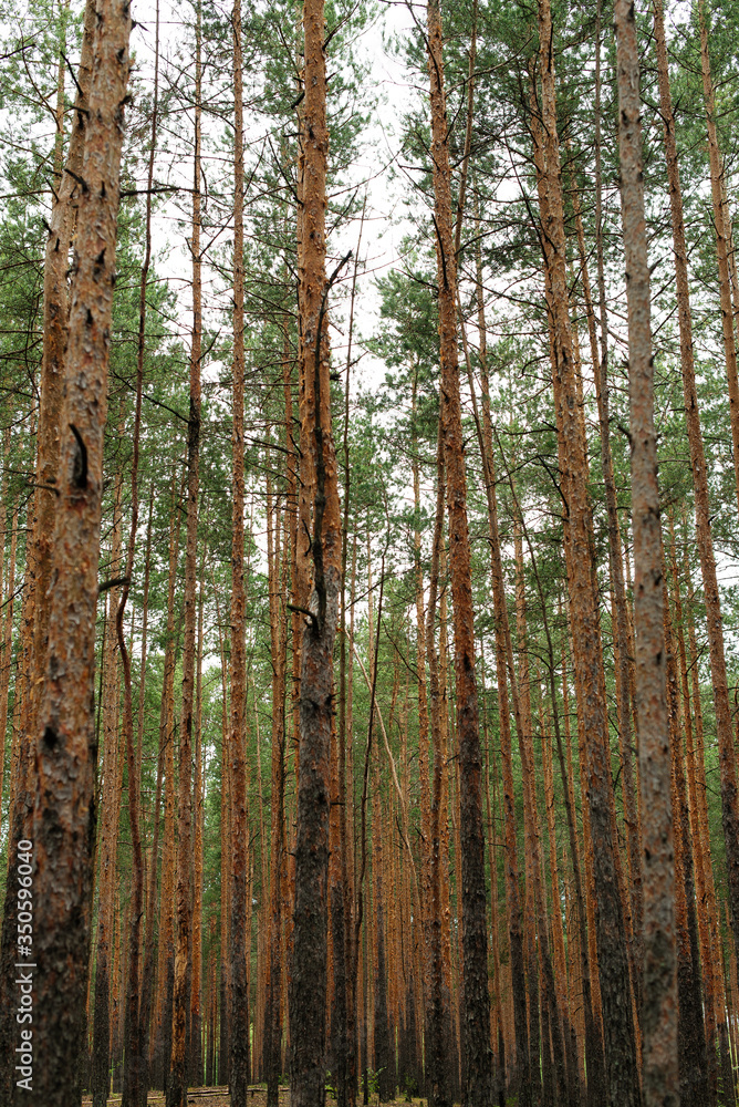 Naklejka premium Pine forest. Tree trunks in the forest. 