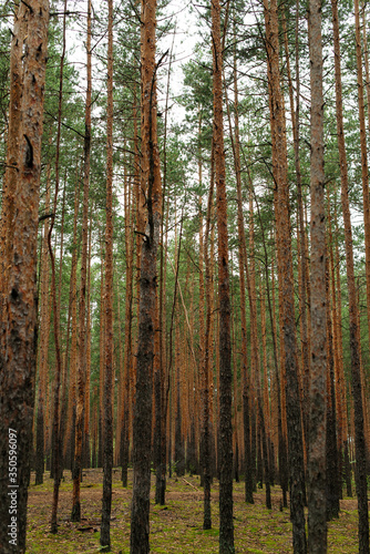 Pine forest. Tree trunks in the forest. 