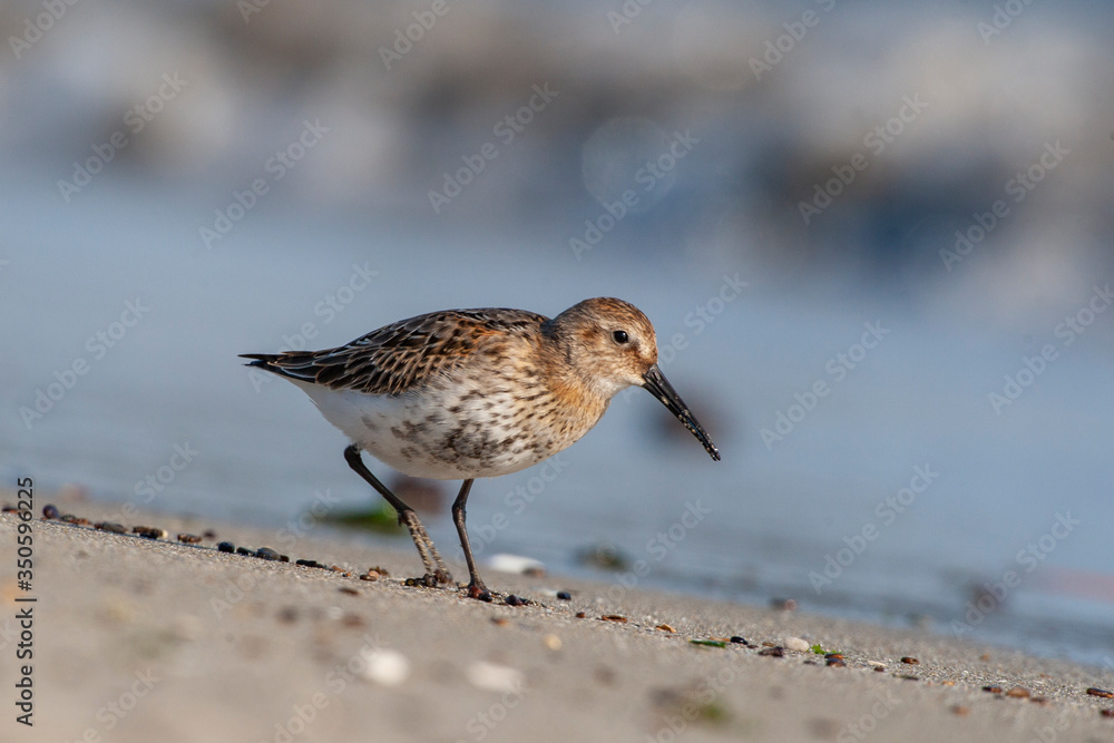 Dunlin, (Calidris alpina) looking for food on the sea. Dunlin, (Calidris alpina) looking for food on the sea.