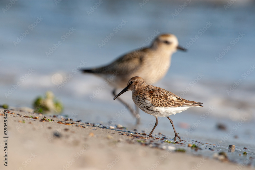 Dunlin, (Calidris alpina) looking for food on the sea. Dunlin, (Calidris alpina) looking for food on the sea.
