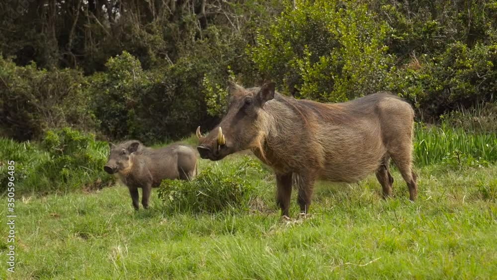 A mother warthog scans her surroundings cautiously, looking out for any danger that might harm her young piglet. South Africa. A mother warthog scans her surroundings cautiously, looking out for any danger that might harm her young piglet. South Africa.