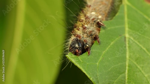 Close up of a furry silk moth caterpillar using its pincers to nibble on a green leaf in the botanic gardens of the Kwa-Zulu Natal province of South Africa. photo