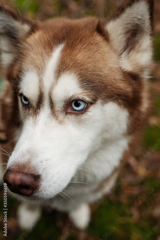 Obraz premium The dog is walking in the woods. Husky dog. Brown husky. 