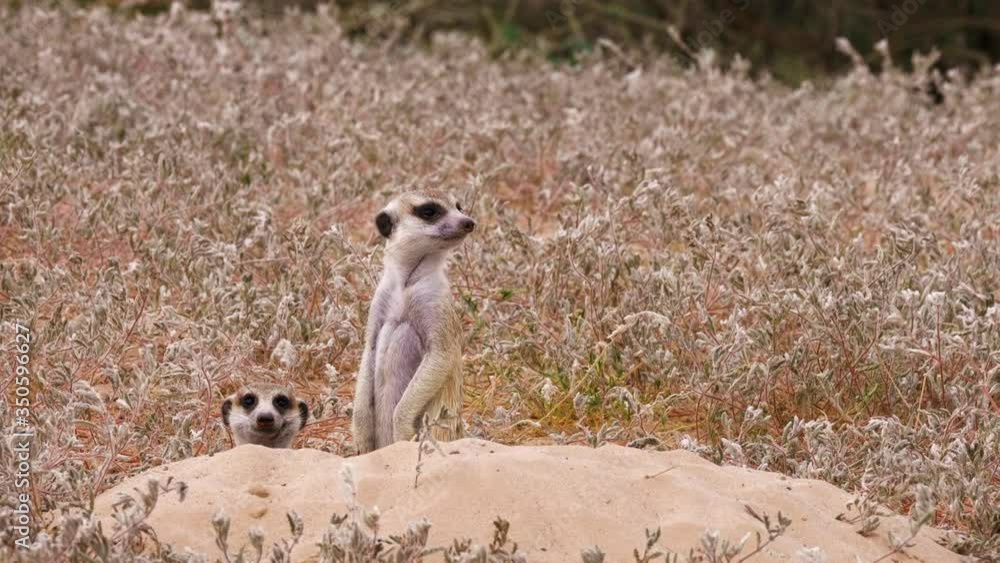 Meerkat Looking Around At The Savanna In Africa - closeup shot Meerkat Looking Around At The Savanna In Africa - closeup shot