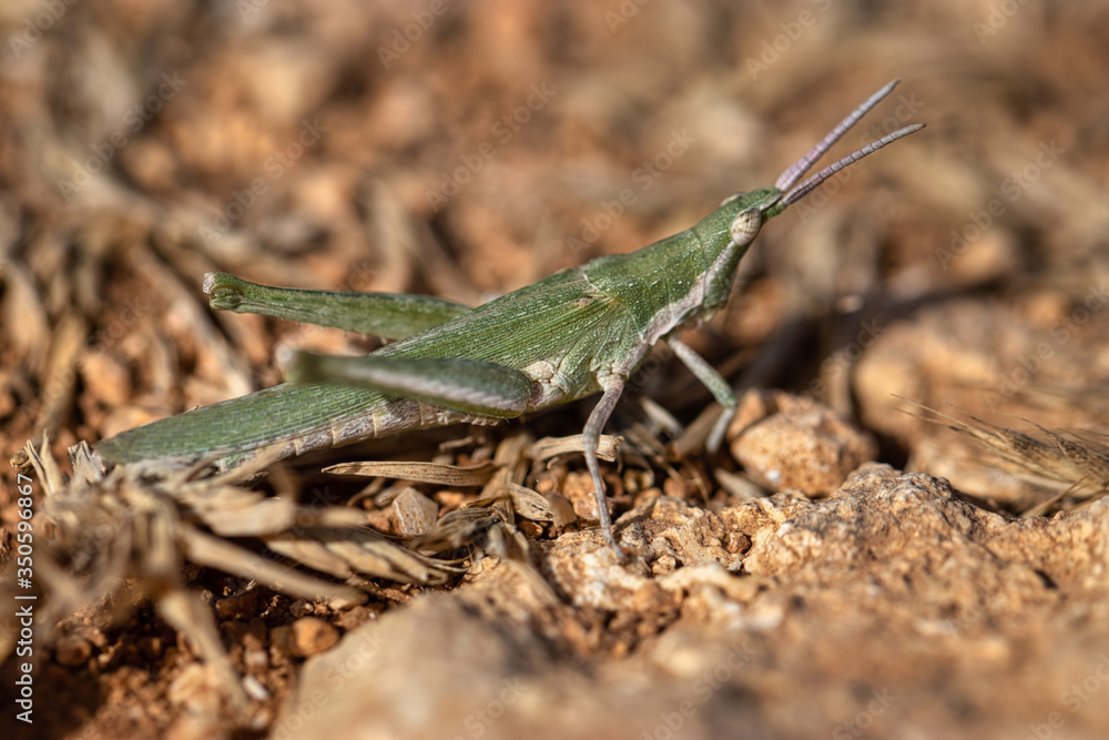Pyrgomorpha conica, great green cricket. green grasshopper. Macro view insect in wildlife Pyrgomorpha conica, great green cricket. green grasshopper. Macro view insect in wildlife