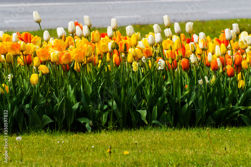 Slika na platnu Beautiful colorful red, yellow, white tulips