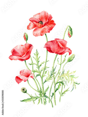 Hand drawn watercolor illustration of Red Poppies.