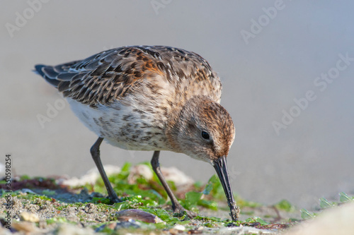 Dunlin, (Calidris alpina) looking for food on the sea.