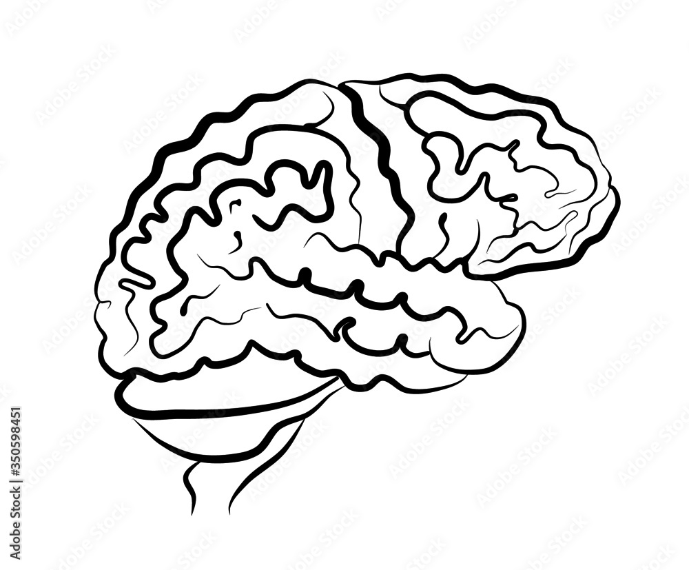 Human brain picture side view Human brain picture side view
