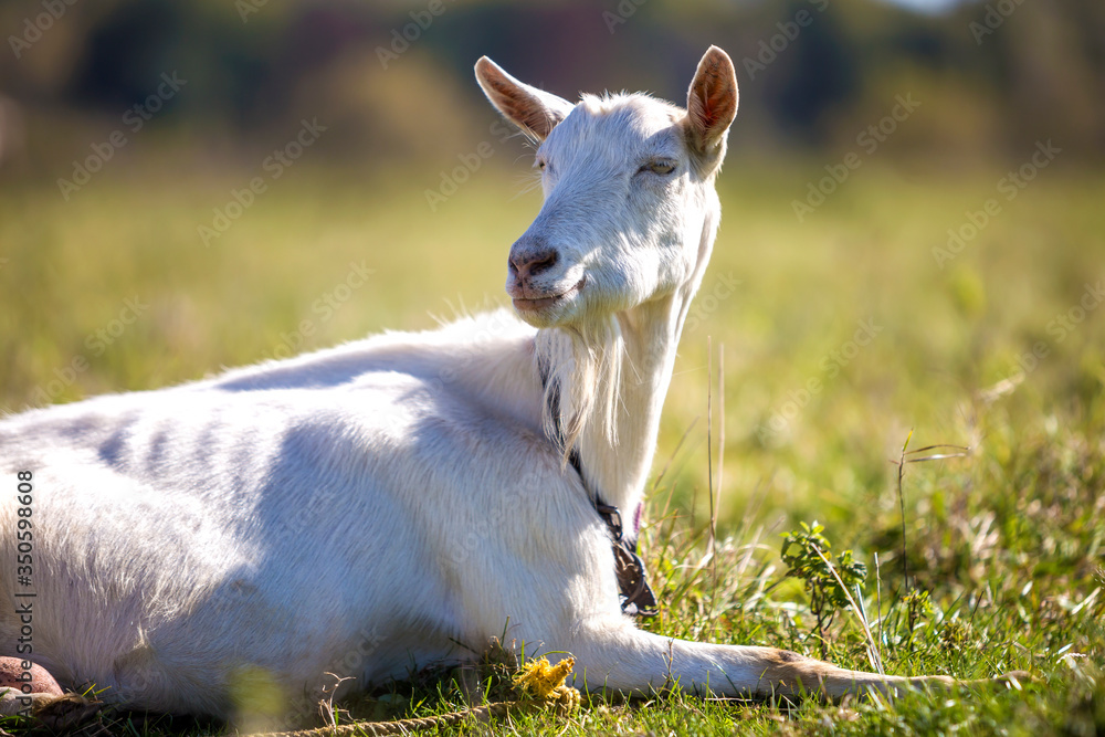 Portrait of white goat with beard on blurred bokeh background. Farming of useful animals concept. Portrait of white goat with beard on blurred bokeh background. Farming of useful animals concept.