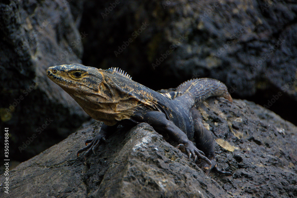 Gran Lagarto tranquilo encima de una roca. Gran Lagarto tranquilo encima de una roca.