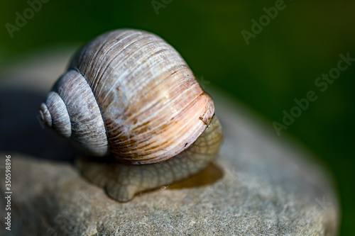 snail on a rock in a countryside in Latvia