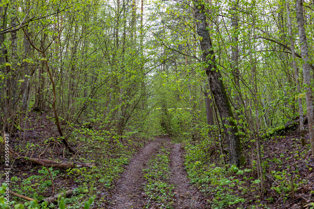 twisty road in the woods in Latvia, Latgale twisty road in the woods in Latvia, Latgale
