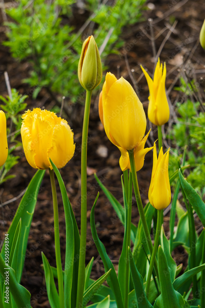 Beautiful yellow tulips of different shapes in the flowerbed. Beautiful yellow tulips of different shapes in the flowerbed.