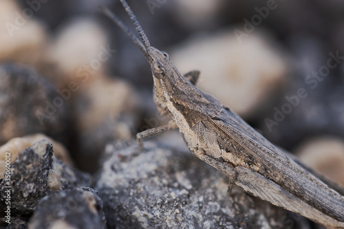Insect grasshopper sits on a stone. Side view. Macro shot. Pyrgomorpha conica. Conical gaudy grasshopper