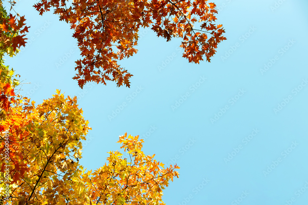 Close up of bright yellow and red maple leaves on fall tree branches with vibrant blurred background in autumn park. Close up of bright yellow and red maple leaves on fall tree branches with vibrant blurred background in autumn park.