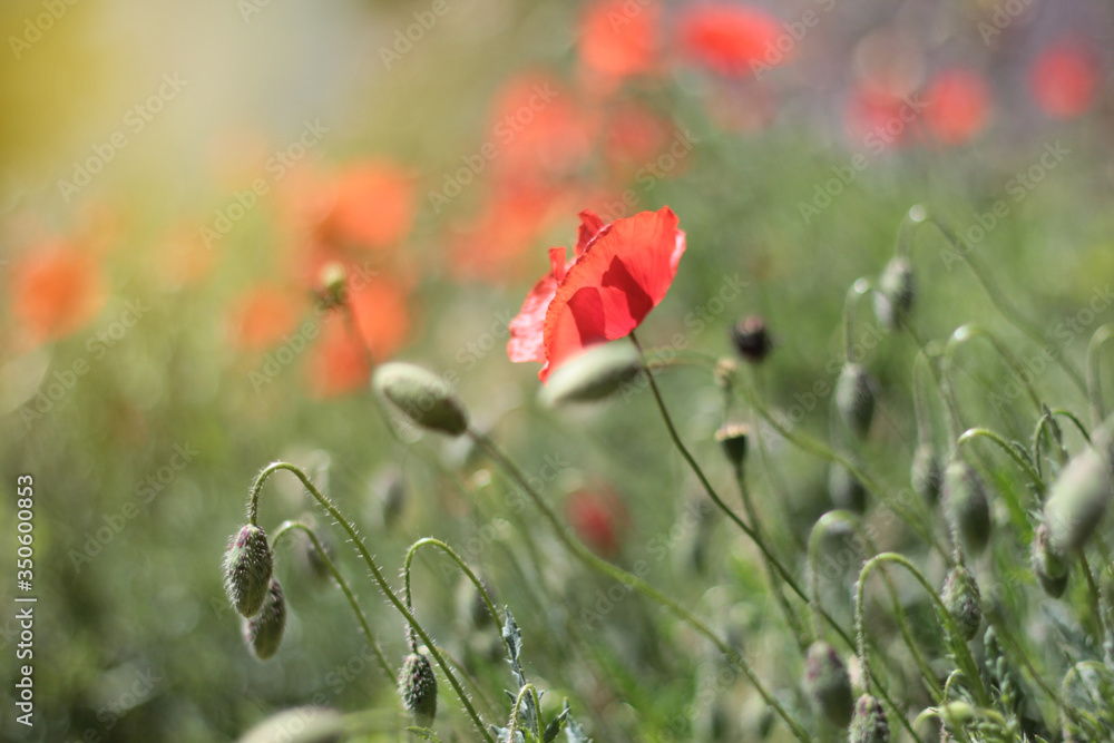 Naklejka premium red poppy in the field