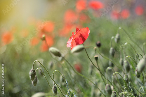 red poppy in the field