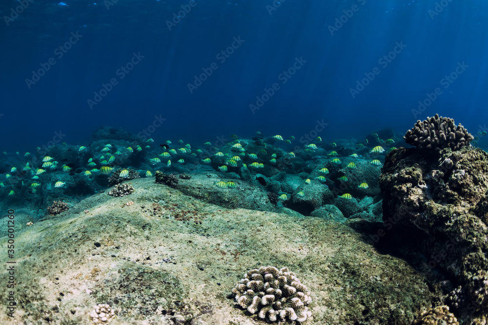Underwater scene with stones, corals and fish in deep sea Underwater scene with stones, corals and fish in deep sea